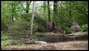 Hancock Woodlands