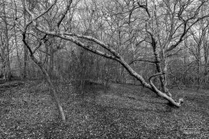 Danemead Nature Reserve | 01