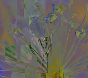 Season of Flowers 16