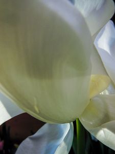 Bees-eye View 1(Calla Lilly)