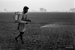 Spraying crops | Dhanda, Punjab.
