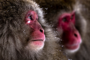 Snow Monkey-02