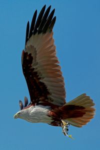 BRAHMINY KITE WITH FISH