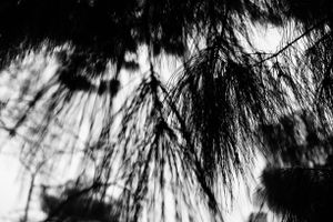 Disturbing Nature n°2