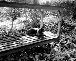 Stray Cats_36
