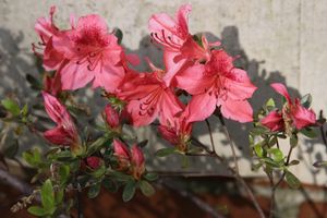 Azalea's - South Carolina