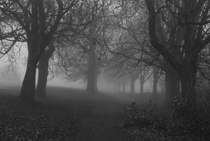 Trees in the fog by path Sunny Hill Park