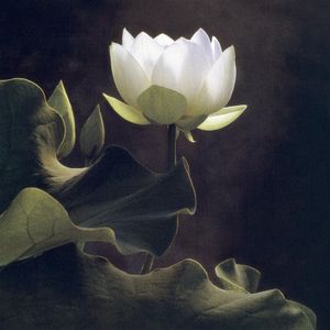 CY DECOSSE, White Lotus