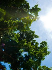 Trees | This project was borne, not from an artist's statement but from the inspiration of the passage entitled 'Trees' from "Wandering" by Herman Hesse. © Matthew Arnold