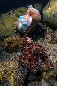 Octopusex