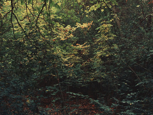 Into the marsh - 40