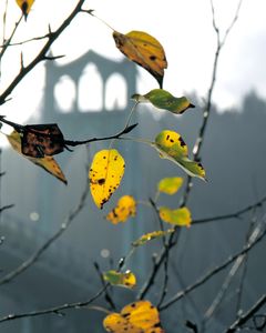 Cathedral Park, Portland