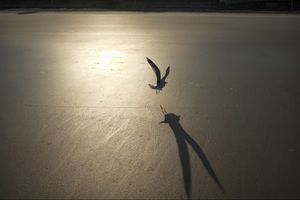 Shadow Bird