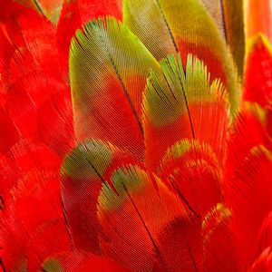 Are Ararauna red and green
