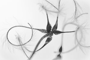 Nature's Calligraphy
