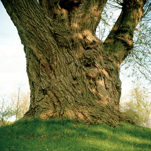 Tree #20 from Willow Series