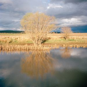 Salix fragilis, Crack Willow © Murray Watson