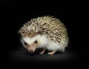 Hedgehog