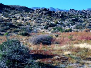 Desert Landscape