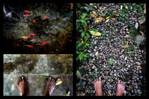 fish eye © Indra Widi