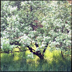 Arbre en fleur