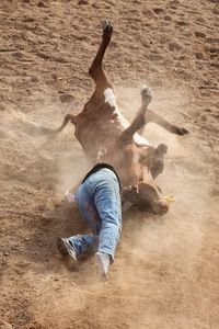 Janine Steer Wrestling, Arizona Gay Rodeo, Phoenix, Arizona 2015