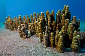 Coral reefs of Eilat, Red Sea