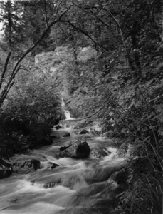 Stream, Yan Y Coed