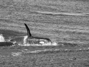 Orcas