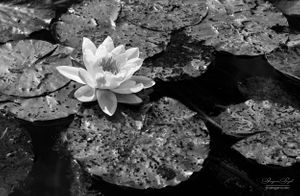 Flowers 06