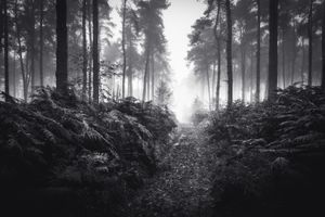 Wychwood Forest, Oxfordshire