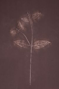 from the series Barren Herbarium #009