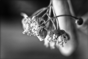 3.  Macro of one seed