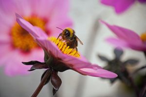 Nectar