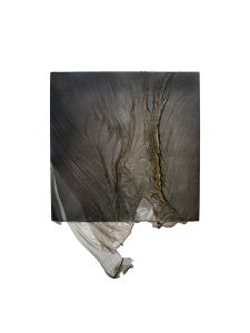 Transience