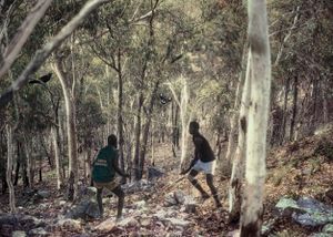 Black Birds and The Bushmen III