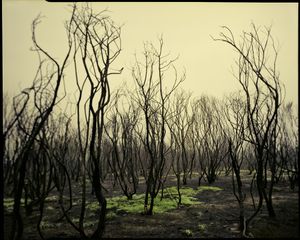 Green shoots (2015)