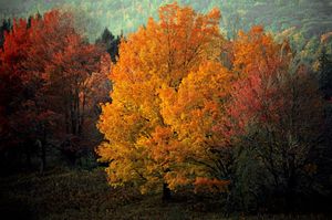 Rable Rouge, Vermont, Portraits of Trees