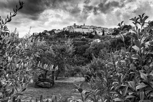 Montepulciano through olive groves