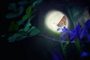 Butterfly