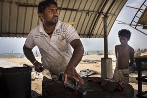 At the fish market, Negombo, Sri Lanka