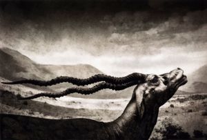 Epitaphs/Silent Stories/ Antilope Cervicapra