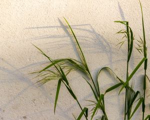 Soft shadows