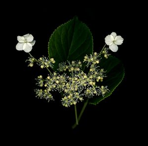 Hydrangea Petriolaris