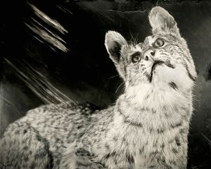 Lynx Rufus