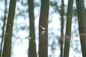 《赋山水》