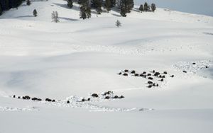 Bison Overview