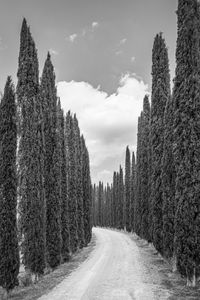 Gli Alberi della Toscana