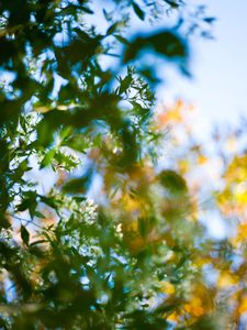 Trees | This project was borne, not from an artist's statement but from the inspiration of the passage entitled 'Trees' from "Wandering" by Herman Hesse. © Matthew Arnold