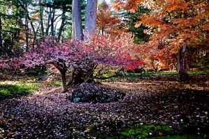 Intimate Life of the garden.